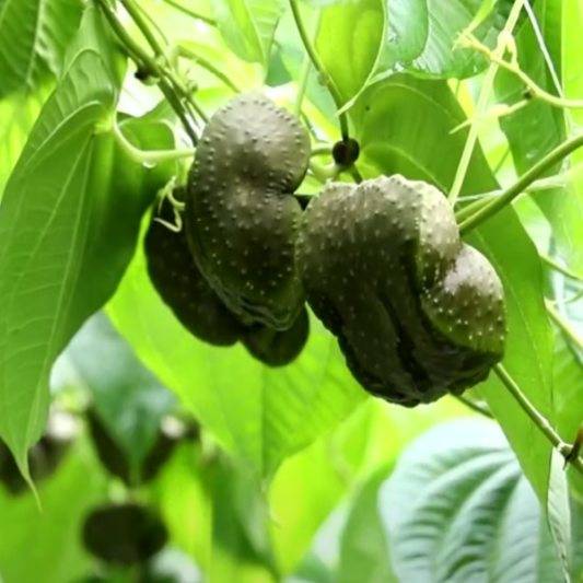 하늘마 먹는법, 효능, 열매마 삶는법, 요리법, 부작용, 가격, 재배법(심는 방법), 심는시기와 수확시기 총정리 섬네일