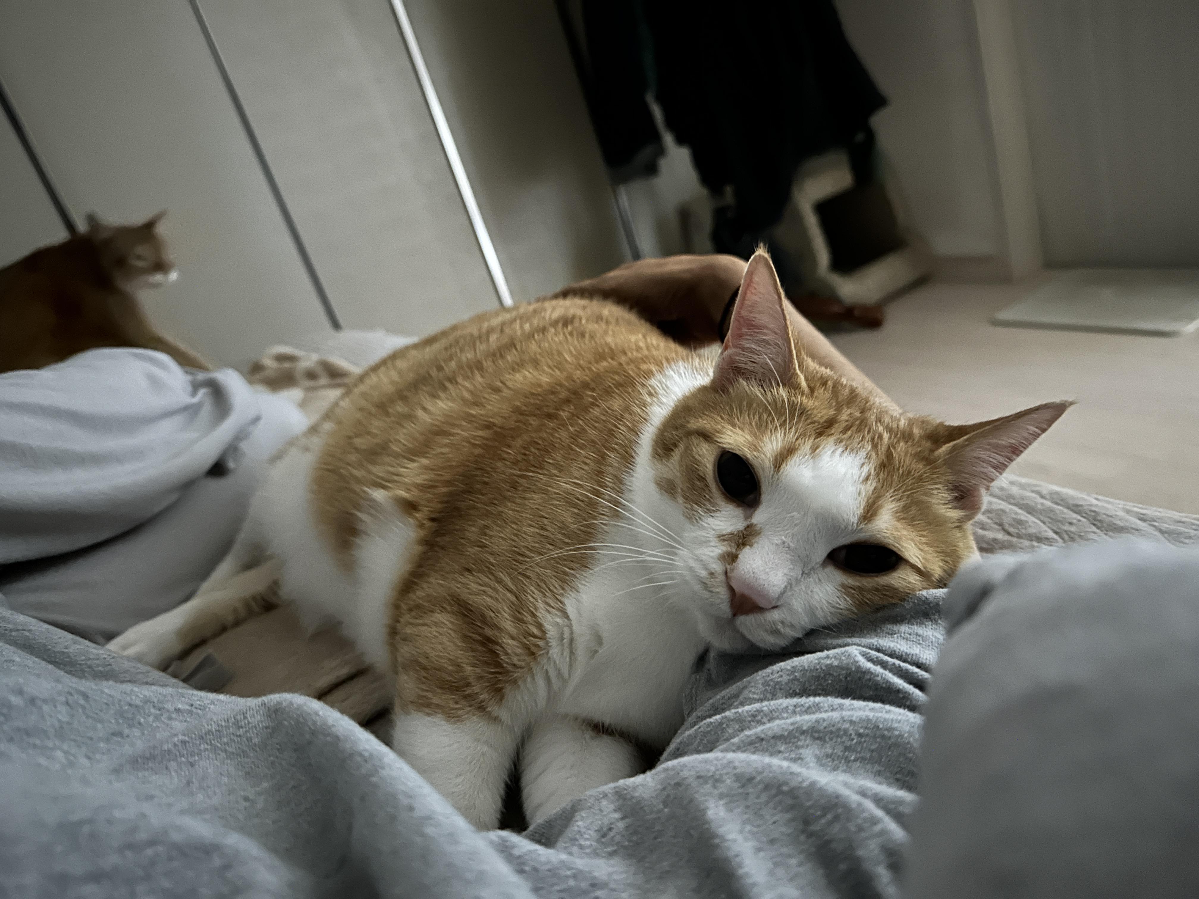 호야랑 매일 힐링하기 (feat. 엄마 품에 안겨 있는 호야)