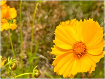 함안 악양생태공원 금계국 개화 시기와 사진 촬영 팁_21