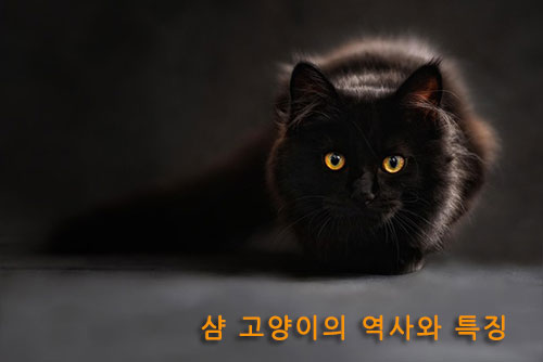 샴 고양이의 역사와 특징