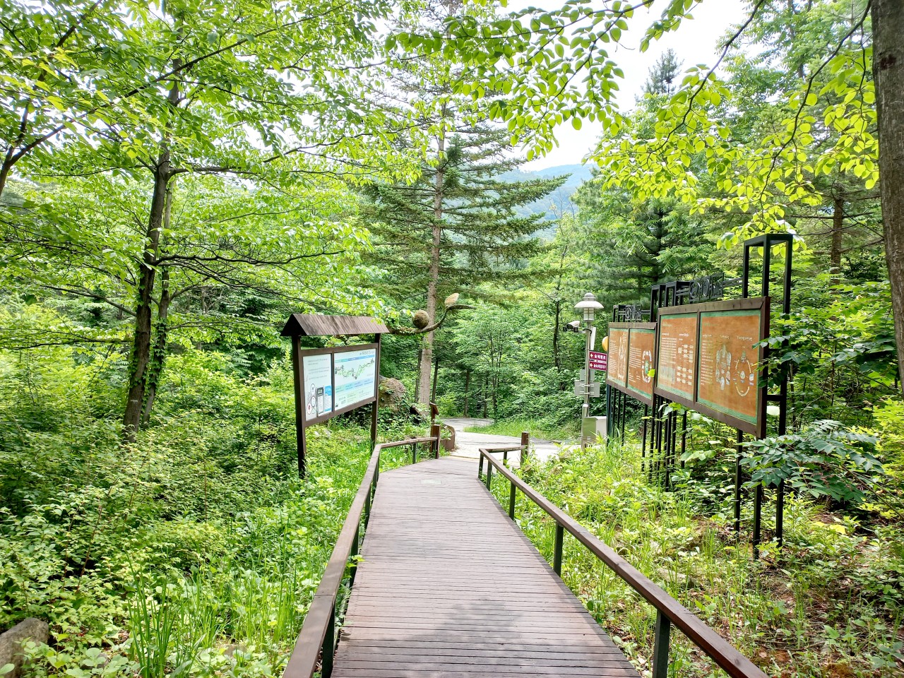 유명산 자연휴양림