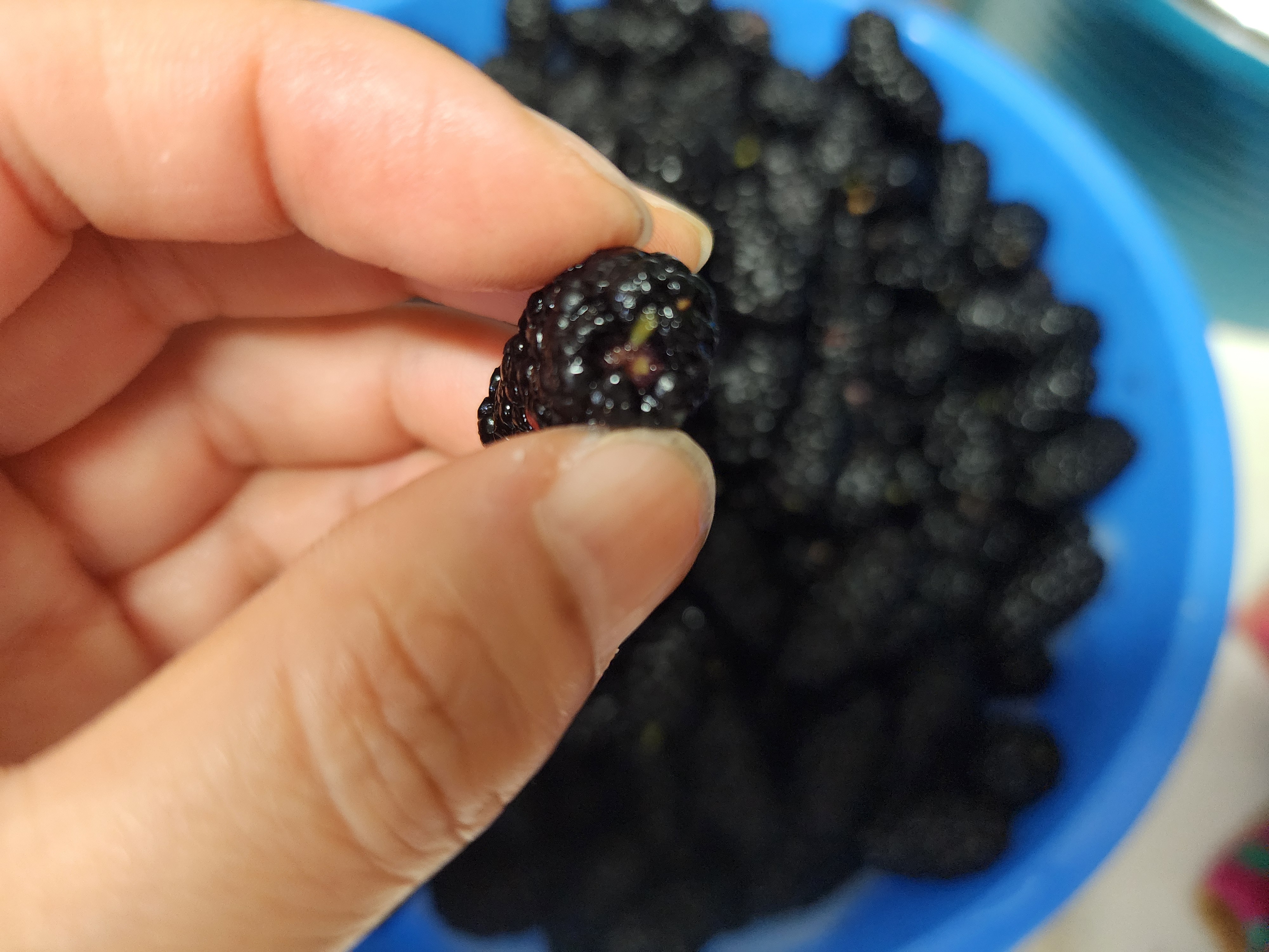 오디잼 만드는 방법&amp;#44; 제철 오디쨈 만들기