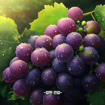 포도 보관방법