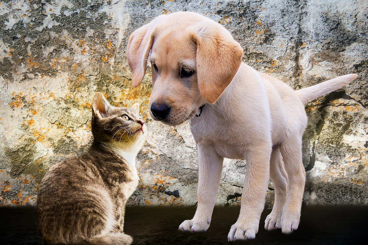 강아지와고양이