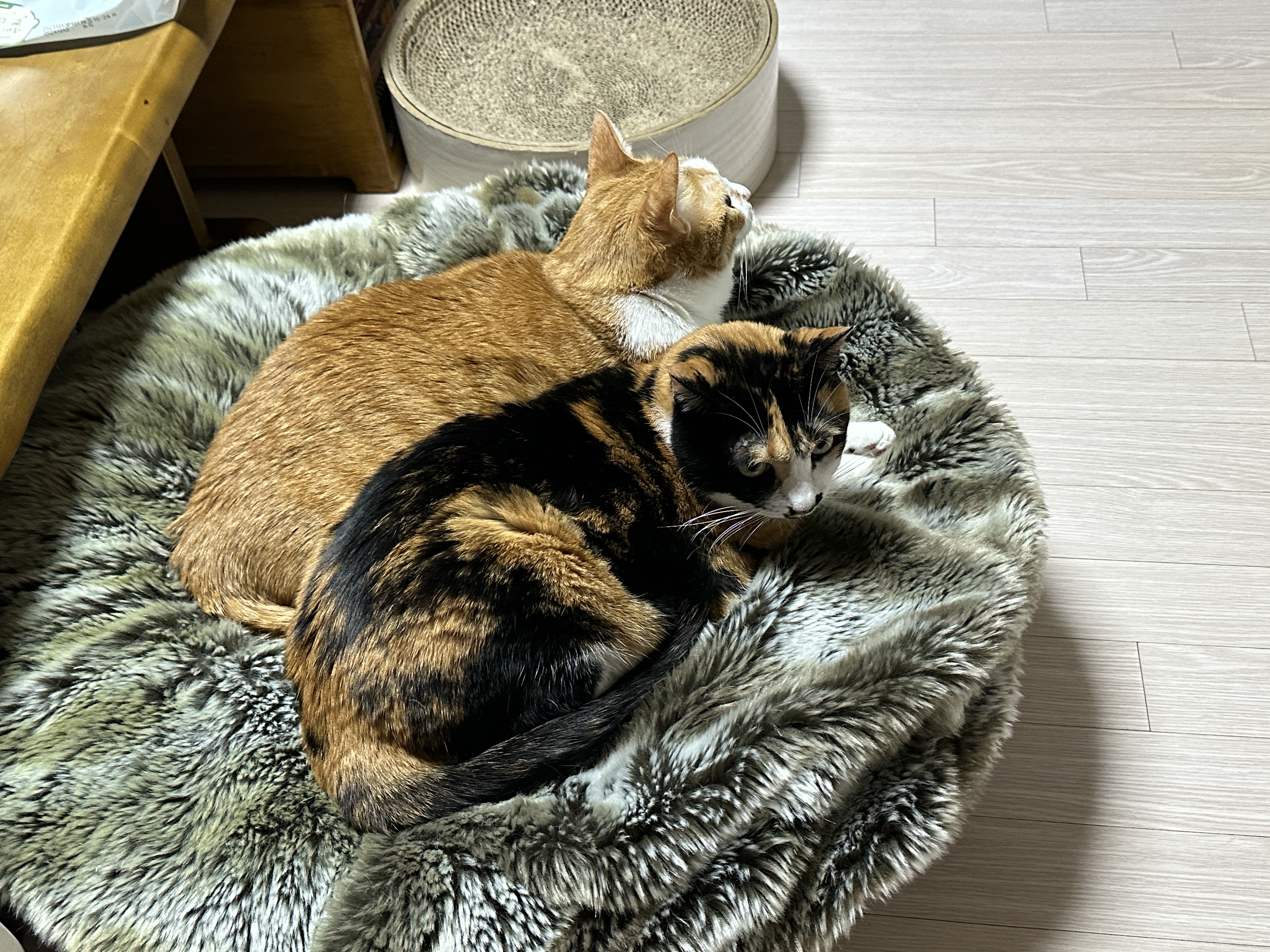 방석_위에서_나란히_앉아있는_치즈냥이_호야와_삼색이냥이_다다