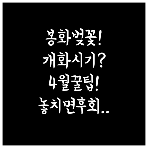 4월 봉화 벚꽃 명소와 개화 시기 한..