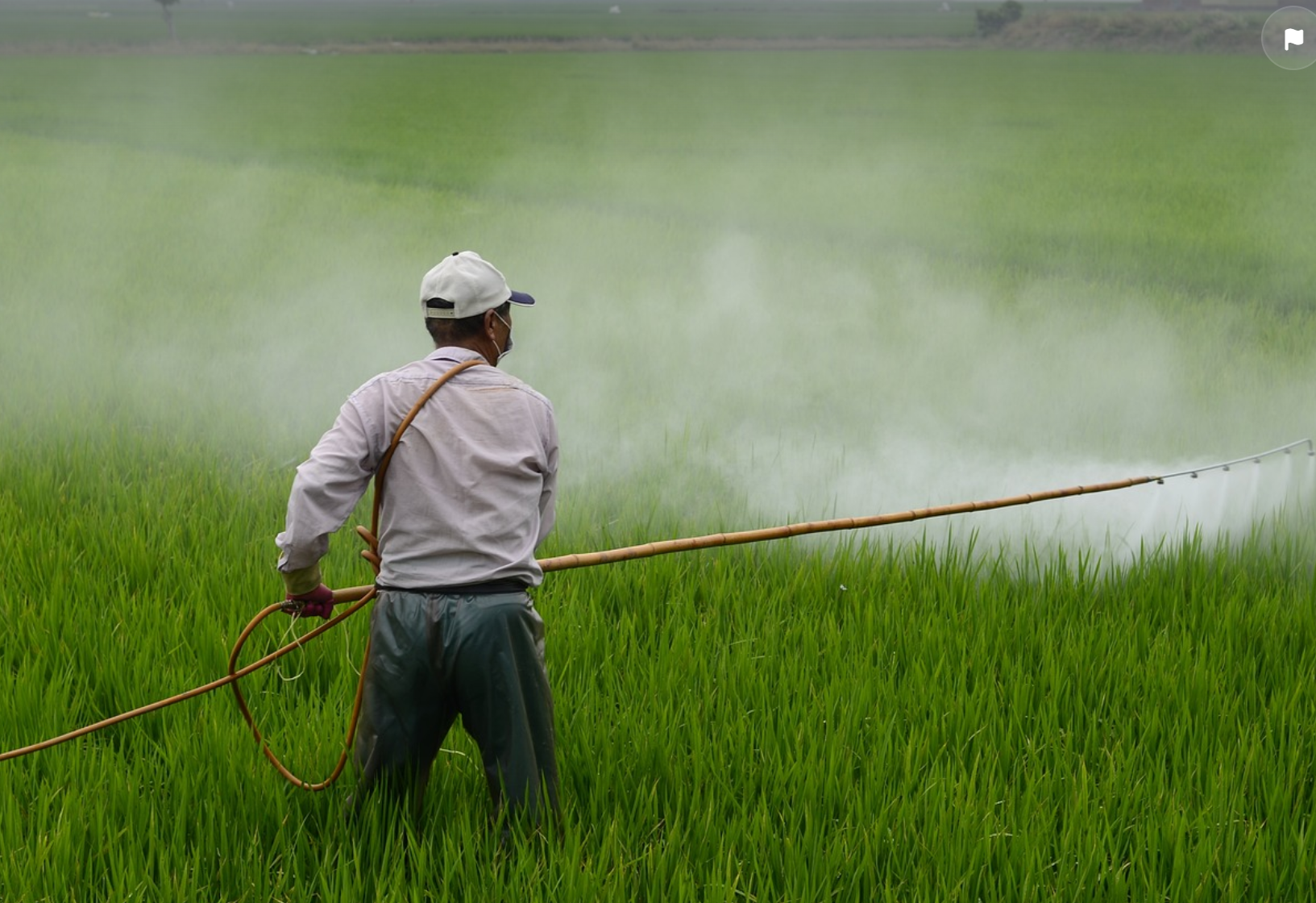 친환경 농약 및 비료 사용법: 자연 재료를 활용한 지속 가능한 농업