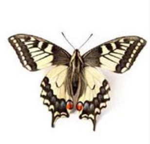 함평 나비대축제 대표나비