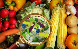 살모넬라균 주의보!