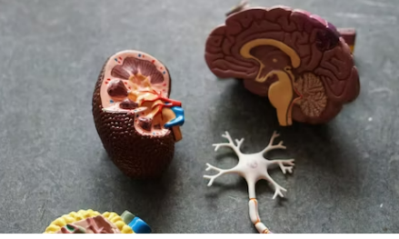 비타민D 부작용