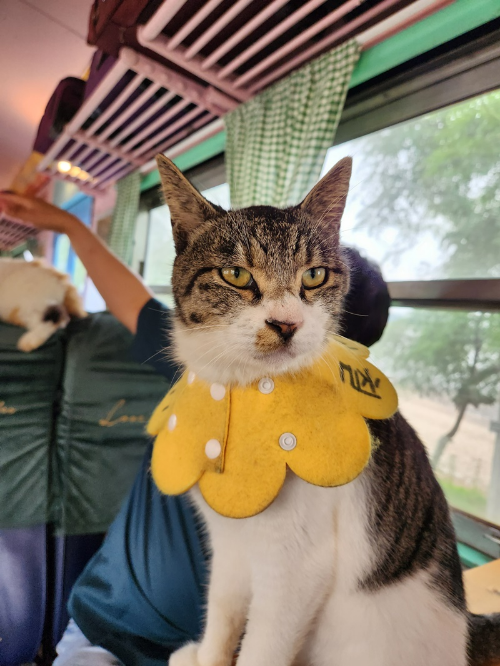 고양이역보호소-실내2