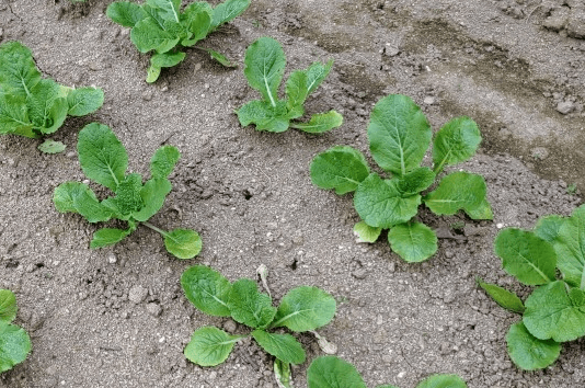 김장 배추 모종 심는 시기