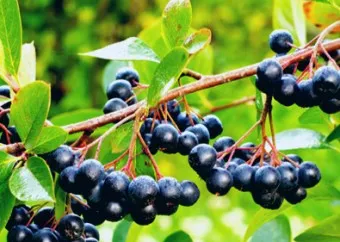 아로니아 효능 칼로리 권장섭취량_10