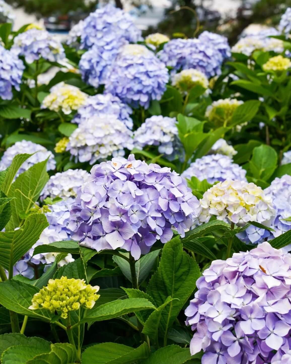 거제 저구항 수국축제