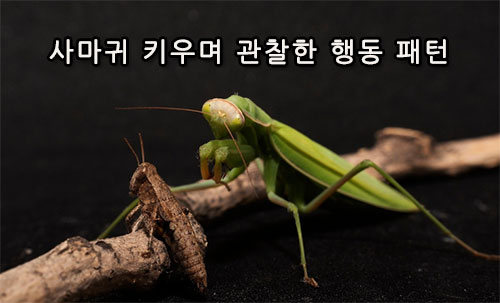 사마귀 키우며 관찰한 행동 패턴, 놀라운 생존 본능