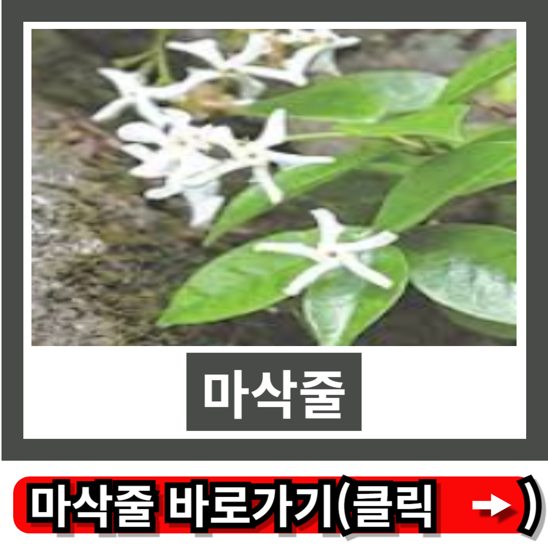 마삭줄