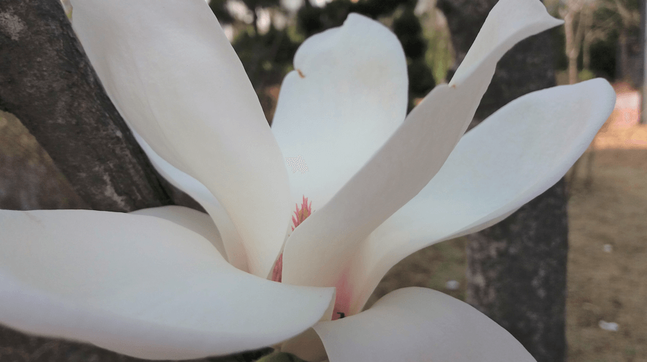 목련꽃 무료 이미지