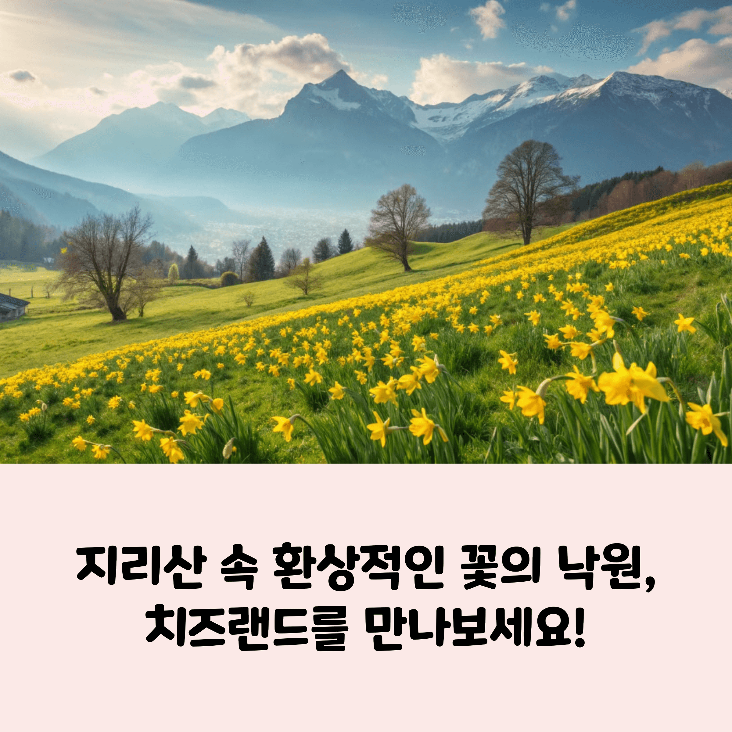 전남 구례 치즈랜드: 수선화, 치즈, 산책의 감성 폭발 명소
