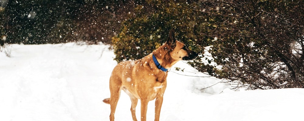 강아지 닭고기 주는 방법