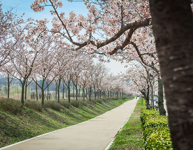 경포호 벚꽃