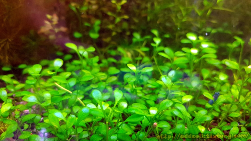 글로소스 티그마