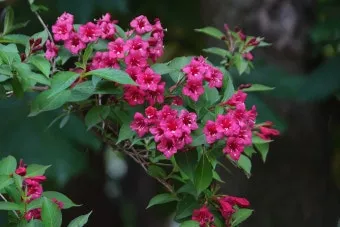 병꽃 무늬병꽃 삼색병꽃 붉은병꽃 아름다운 꽃 종류_24