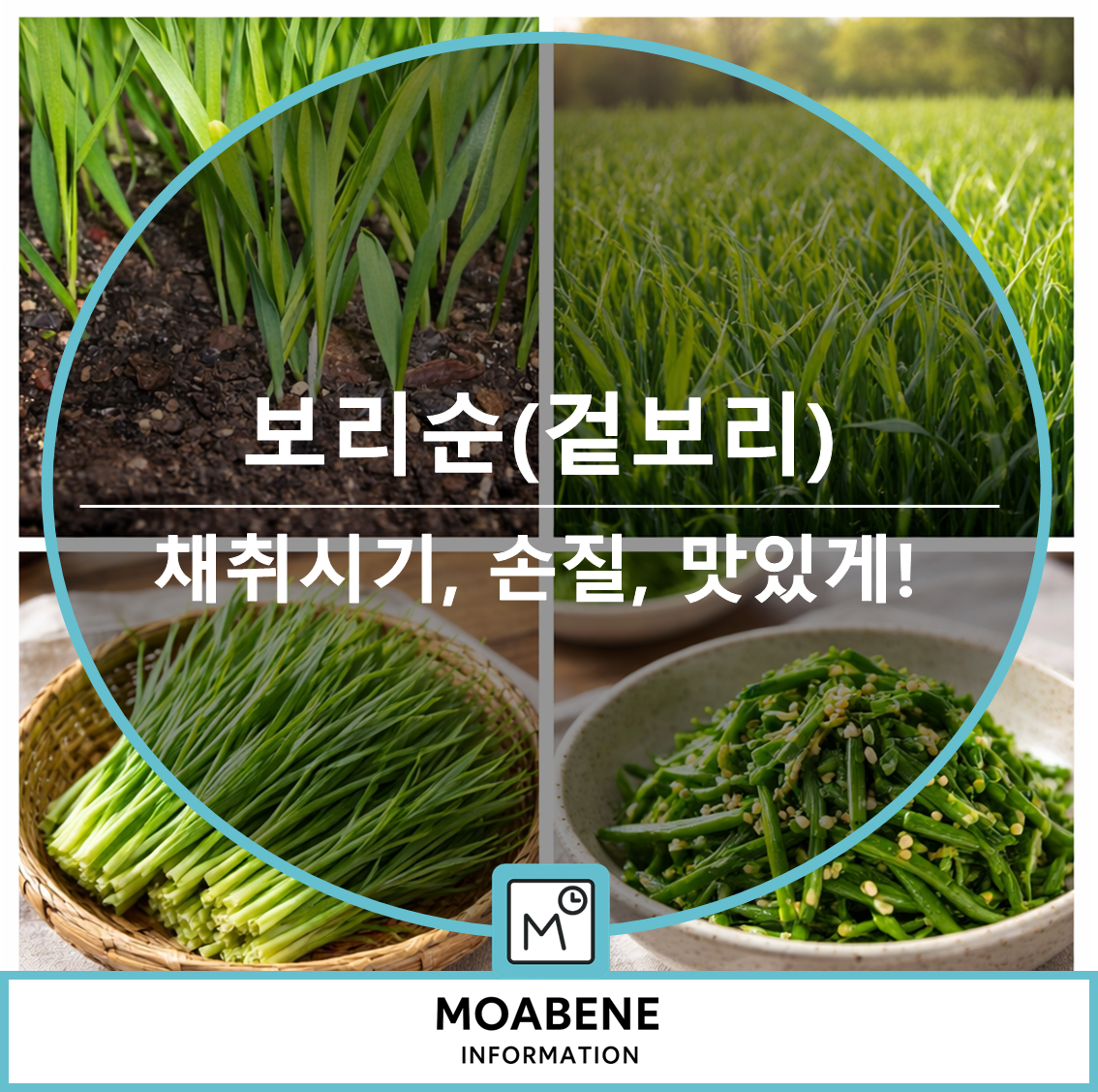 보리순(겉보리) 알아보기: 채취 시기부터 손질, 맛있게 먹는 법까지