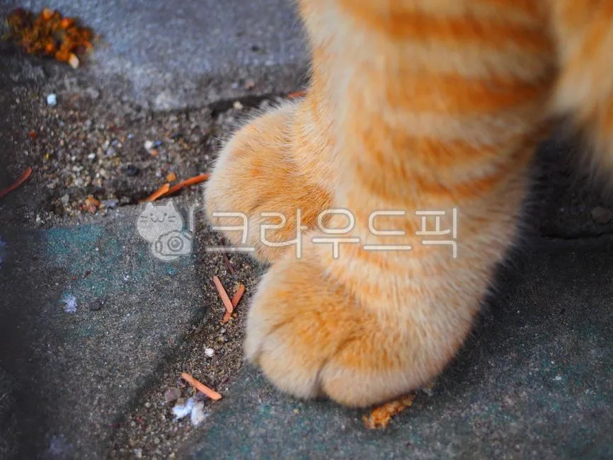 고양이 발톱 빠짐 피 염증_7