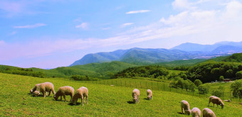 대관령 양떼목장
