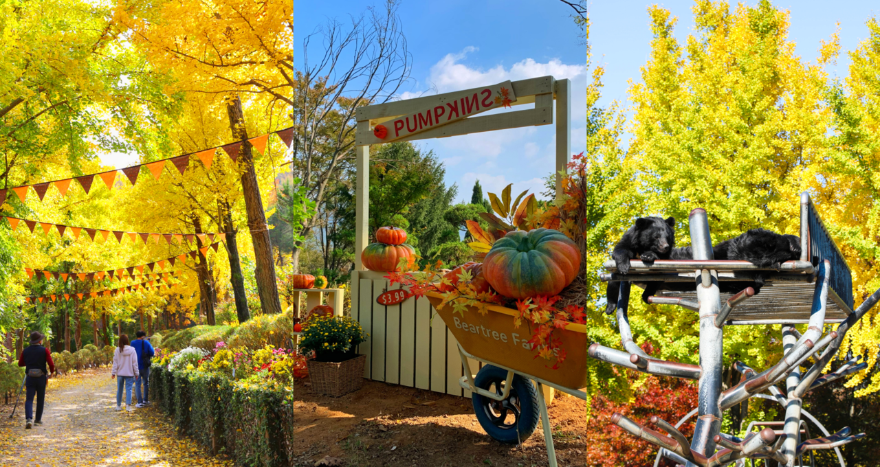 2024 베어트리파크 단풍축제 예매