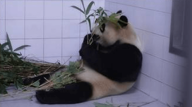 안녕 푸바오 마지막 방송 동물농장 실시간 다시보기