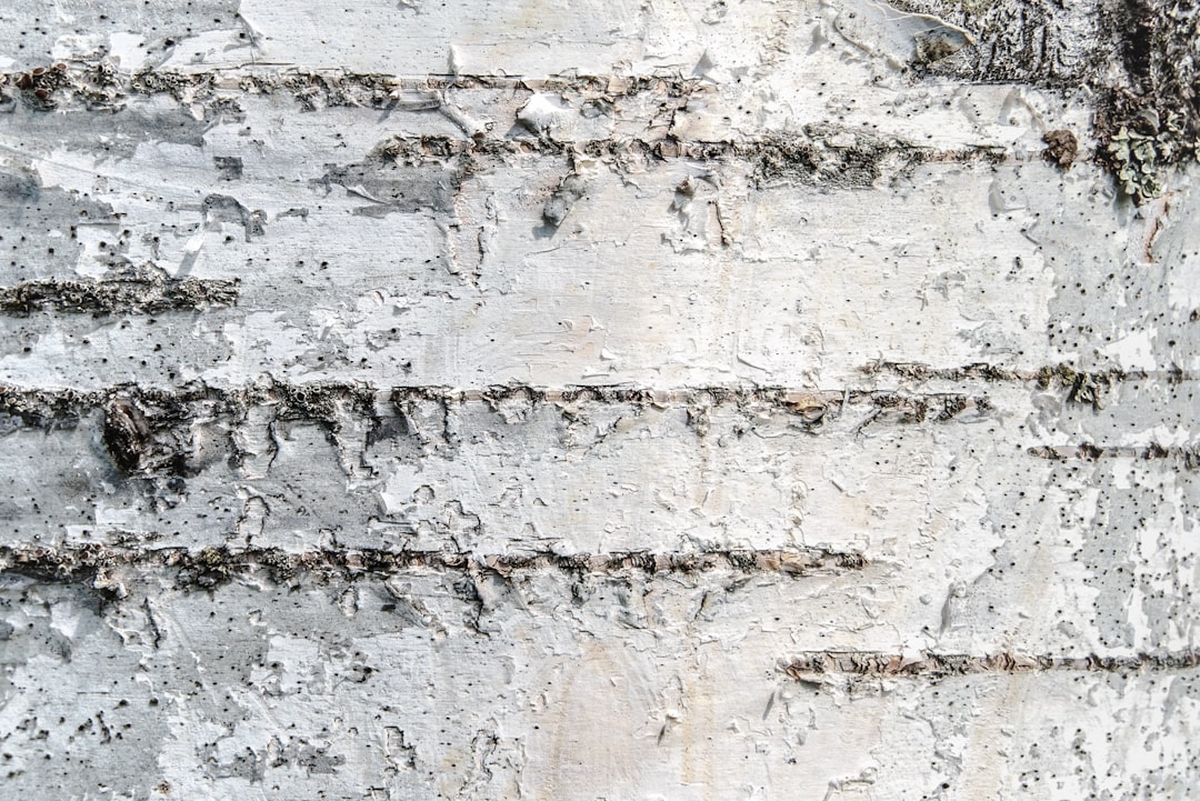 Birch