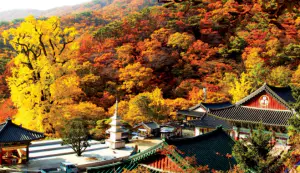 용문사2