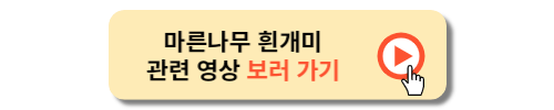 마른나무 흰개미