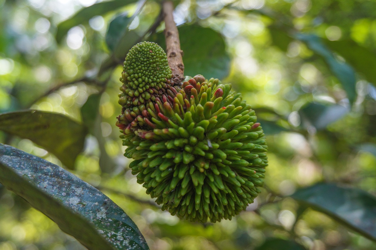 풀라산(PULASAN)