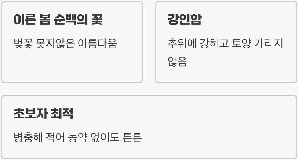 봄의 전령사, 매실나무의 매력