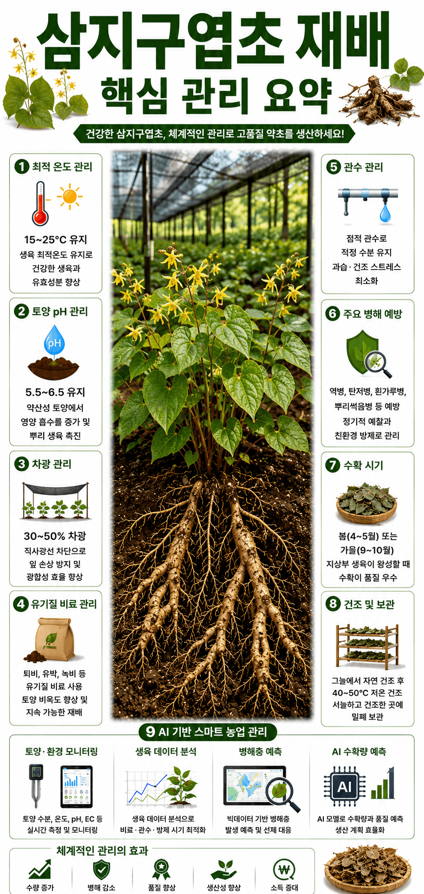 삼지구엽초 인포그래픽