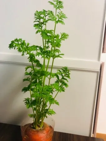 당근 재배 씨 뿌리기 토심 확보 잡초 관리_11