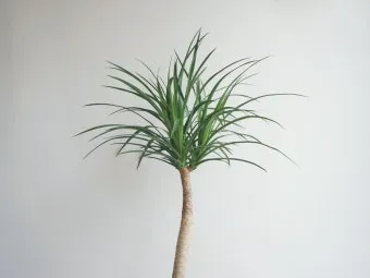 드라세나 키우기 물주기 가지치기 번식방법 흙배합 가이드_2