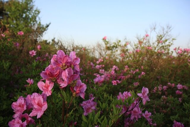황매산 철쭉축제 근처 맛집 추천! 현지인 인정 합천·산청 밥집 BEST 5 (2025년)