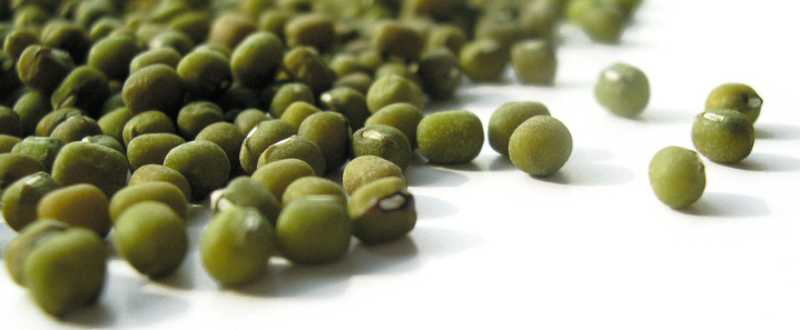 작지만 강한 녹두3