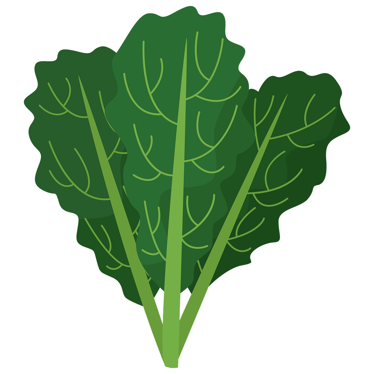 다이어트, 면역력에 좋은 케일 효능과 3분 완성 요리법