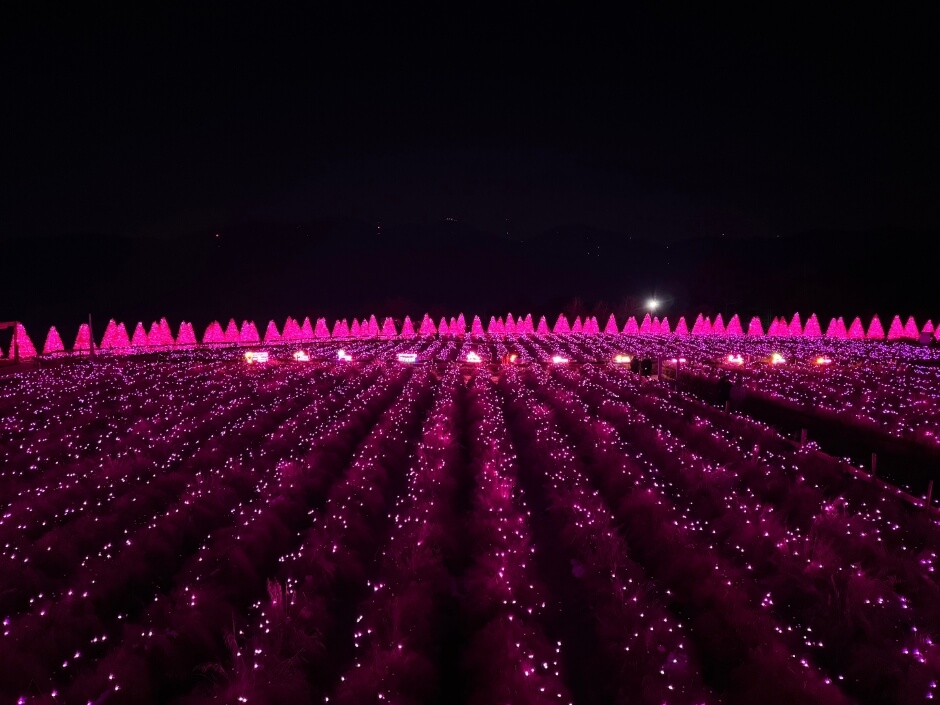 설연휴 국내 여행지 추천 - 포천 허브아일랜드