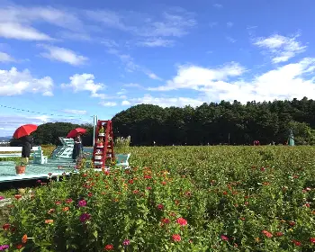 원주 용수골 가을꽃축제_17