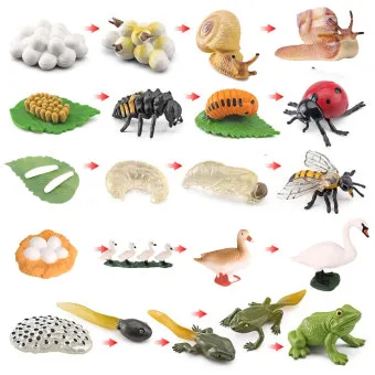 곤충과 동물의 차이점 생물 분류 기준과 이해 돕기_2