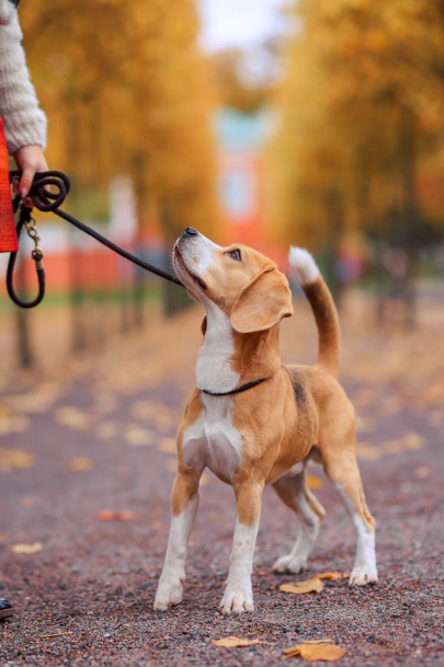 반려동물관리사-교육분야-설명하는-사진