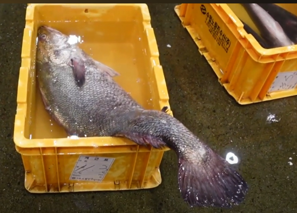 민어는 어떤 생선인가요