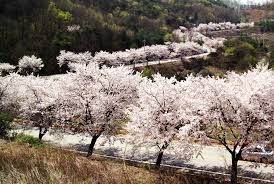 제 28회 제천 청풍호 벚꽃축제 기본일정과 특징 소개