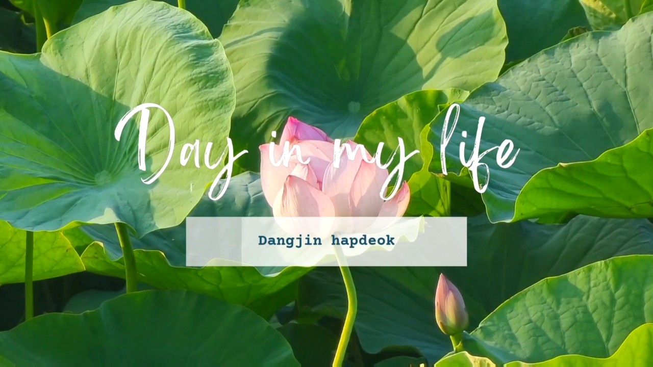 2024년 제 7회 당진합덕 연꽃축제 기본일정과 프로그램 정리 홍진영 김연자 출연