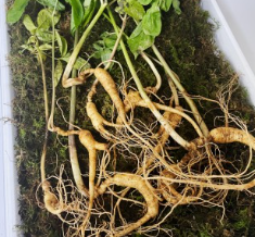 장뇌삼/출처:어도비스톡